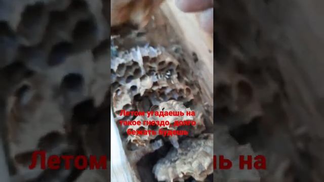 Летом угадаешь на такое гнездо, долго бежать будешь смотреть онлайн