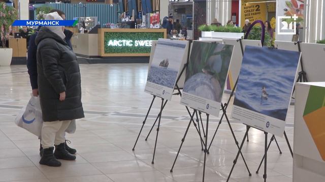 Удивительную выставку могут посетить жители и гости Мурманска смотреть онлайн