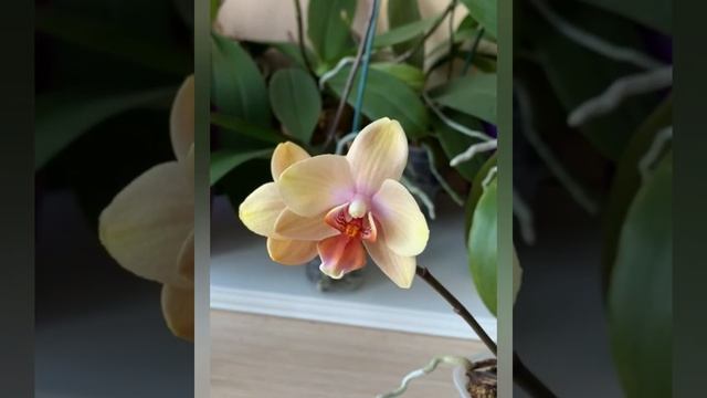 Фаленопсис Versaco смотреть онлайн