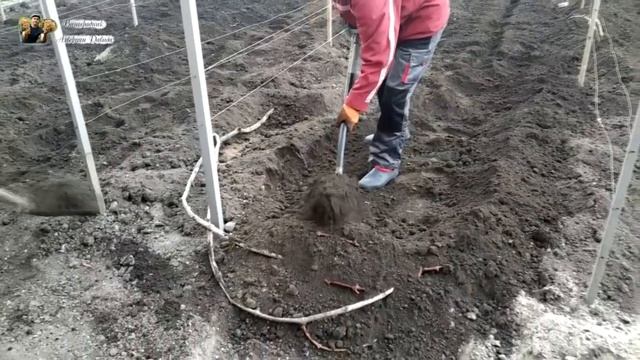 Укрытие винограда на зиму, самый простой и надёжный способ смотреть онлайн