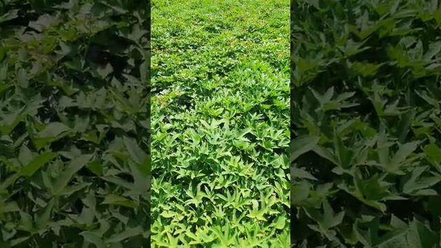 Обзор батата от 27 июля 2021 года смотреть онлайн