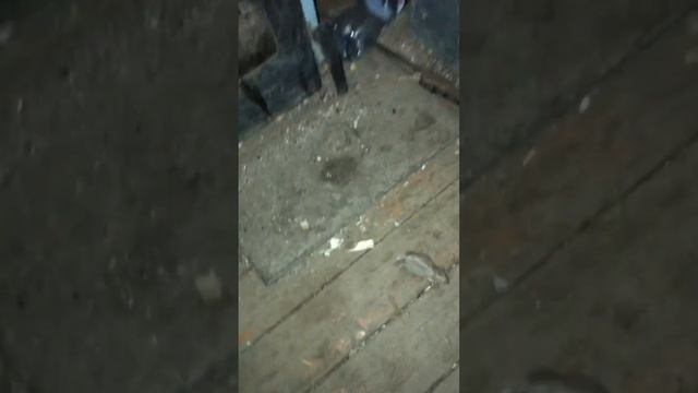 Как поймать мышь? смотреть онлайн