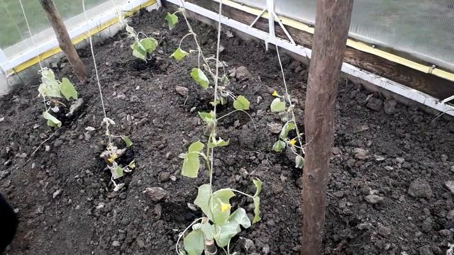 Ударили заморозки. Огурцы замерзли смотреть онлайн