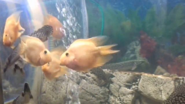 Рыбки целуются:*** смотреть онлайн