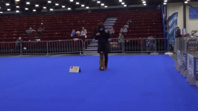 РО1: Смирнова Вера Амаретто с Княжеского Двора Басенджи смотреть онлайн