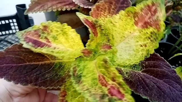 Коллекция колеусов пополнилась. Плюс парочка моих супер-новинок. смотреть онлайн