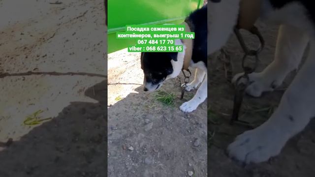 Сорт винограда Бананас, привитый 2 месяца назад. смотреть онлайн