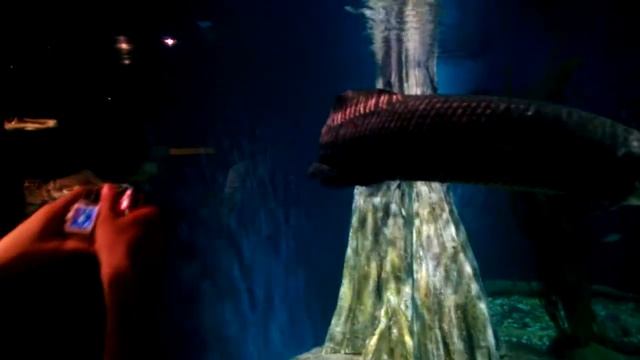 Океанариум в Куала Лумпуре (Oceanarium, Kuala Lumpur KLCC, Malaysia) 2013 смотреть онлайн