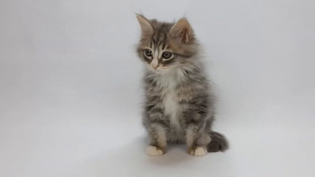 Питомник Звезда маскарада представляет - Сибирский котенок по имени NEMO смотреть онлайн