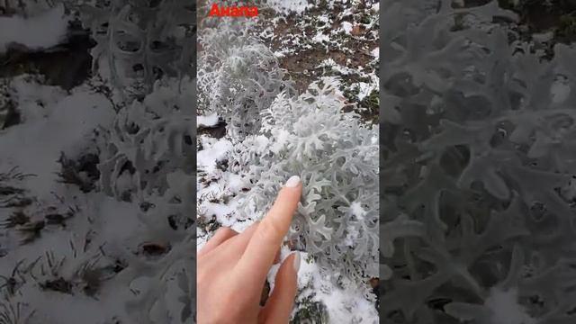 #анапа #цветы #растение #дендрарий смотреть онлайн