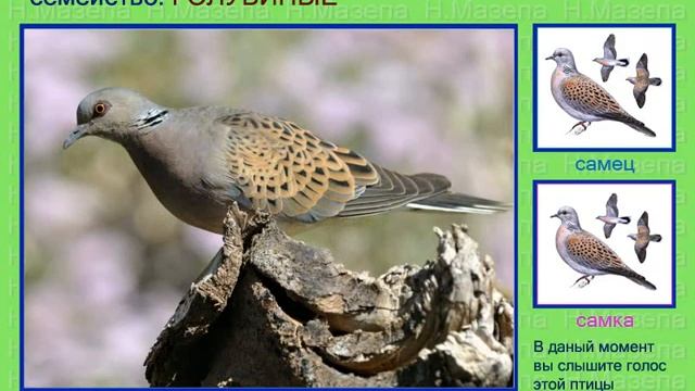 Голуби. Голоса птиц России смотреть онлайн