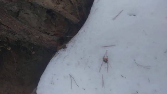 Что может произойти в сибири