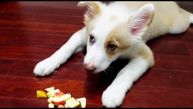 How my puppy react on Apple? Border Collie - Bengali Vlog смотреть онлайн
