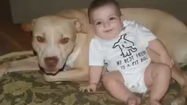 America Pit Bull Myths смотреть онлайн