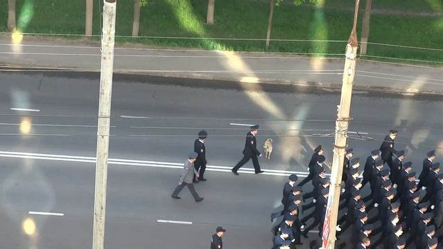 Собака идет на парад смотреть онлайн