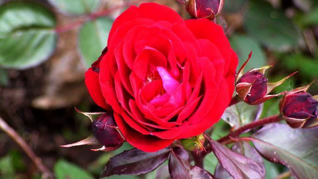 Новый русский клип радио дача онлайн смотреть онлайн