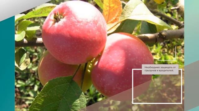 Яблоня Десертное Исаева - обзор сорта яблони смотреть онлайн
