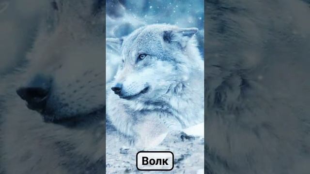 Дикие животные для детей. Развивающие карточки. смотреть онлайн