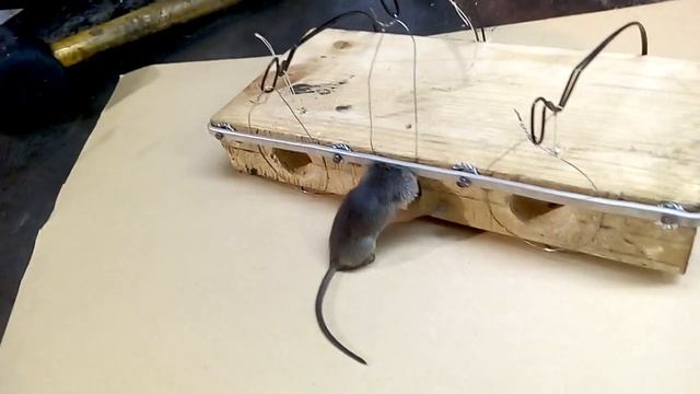 МЫШЕЛОВКА 100% РЕЗУЛЬТАТ смотреть онлайн