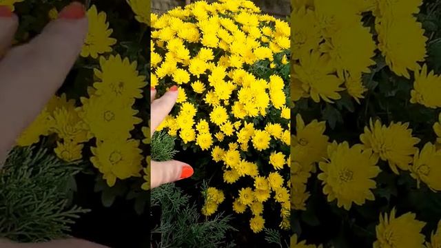 Как сохранить мультифлоры зимой.❣❣❣ Беларусь ?? смотреть онлайн