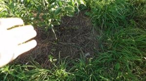 Мульчирование яблонь - все очень просто и без заморочек