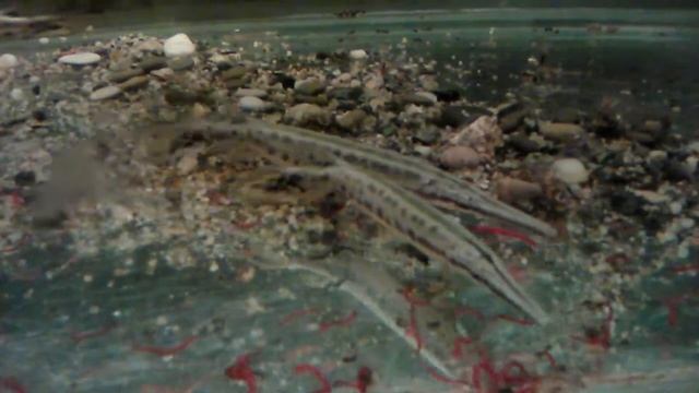 мальки панцирной щуки и арована. смотреть онлайн