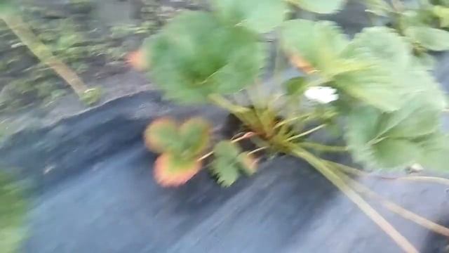 Размножение садовой земляники(клубники)усами от маточного куста смотреть онлайн