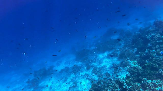 1225. Snorkeling In The Maldives. In Search Of Turtles #maldives #snorkeling