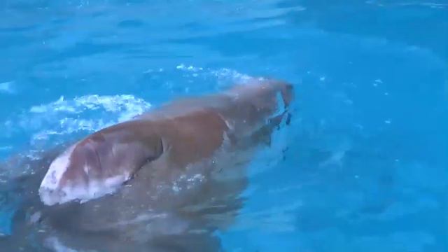 Полуторатонный морж Салтан приехал жить в Крым, Бахчисарай смотреть онлайн