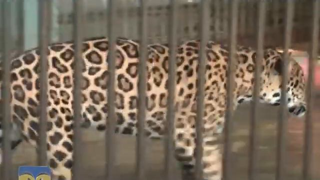 Ексклюзивне відео з Миколаївського зоопарку: babyboom триває смотреть онлайн