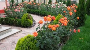 Роза Афродита (Aphrodite) — описание сорта