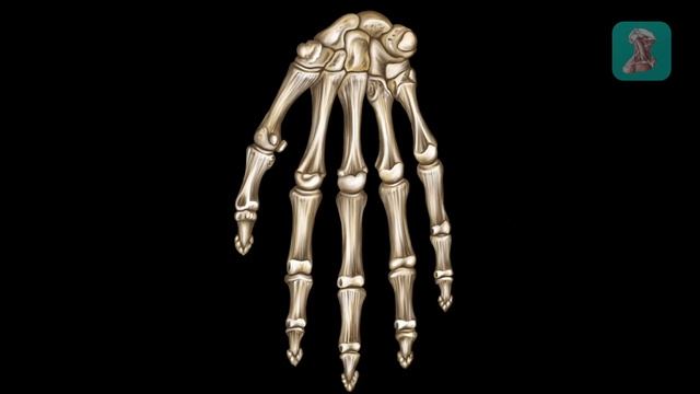 Кости кисти