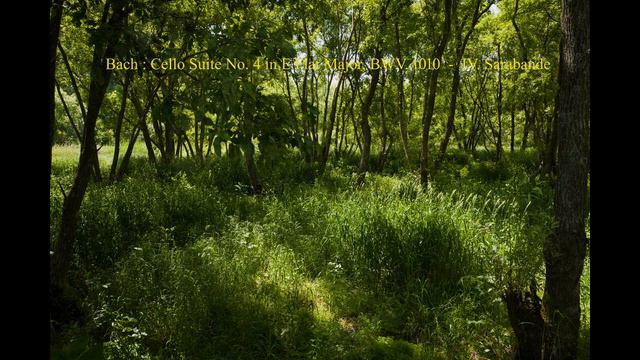 Bach : Unaccompanied Cello Suite No.4 In E Flat, BWV.1010 смотреть онлайн