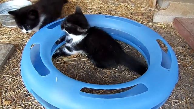 Munchkin kittens having fun 11-12-11.MP4 смотреть онлайн