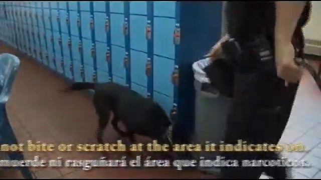 The Use of K9's for narcotics detection during visitor processing смотреть онлайн