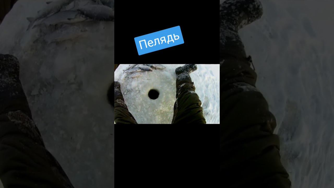 Хмао-югра Белоярский озеро Полноватское Пелядь смотреть онлайн