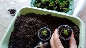 Посев лобелии в торфяные таблетки