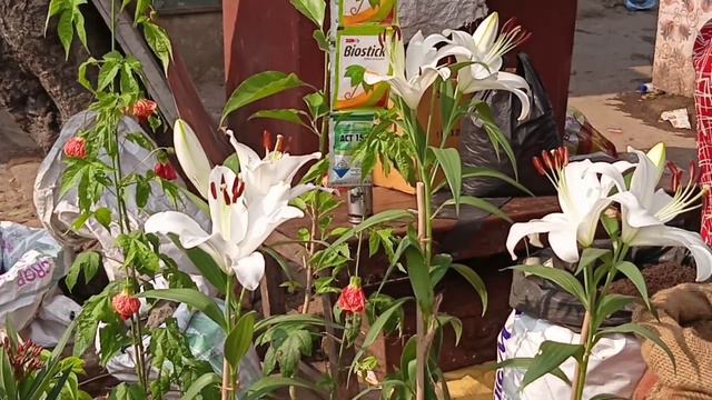 Dutta Priya Plant Tecoma Plant Aparajita Plant Azalia Plant Red Guava Plant Belful Plant Lily Plant смотреть онлайн