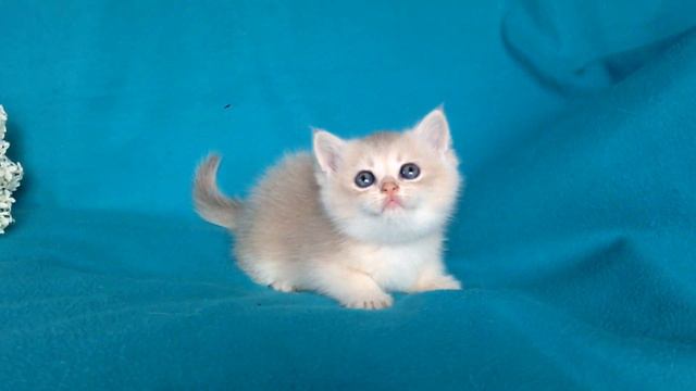 Британский котенок смотреть онлайн