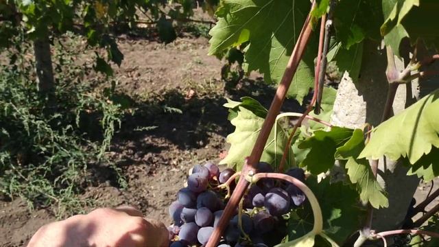 Сорт винограда 1558(молдавский кардинал) смотреть онлайн