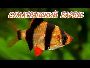 СУМАТРАНСКИЙ БАРБУС. ВСЕ О СОДЕРЖАНИЕ И РАЗВЕДЕНИЕ .