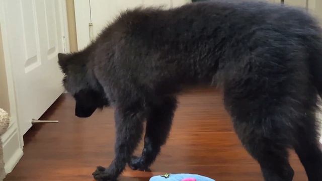 Belgian Sheepdog puppy playing with cat смотреть онлайн