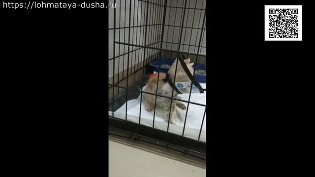 Бандит Gangster смотреть онлайн