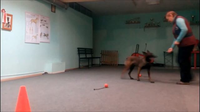 Джили. Учимся работать за корм при игрушках. смотреть онлайн