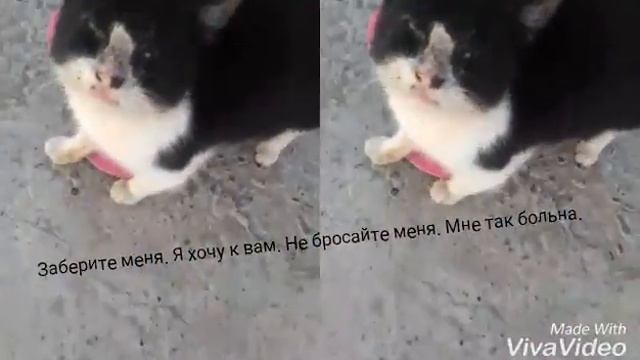 Самый лучший кот в мире. смотреть онлайн