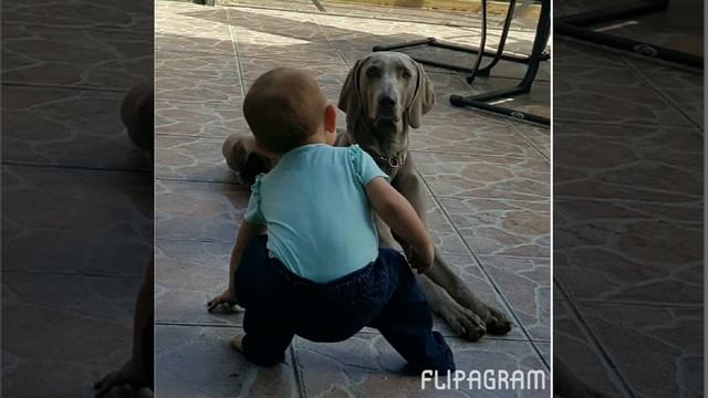 Best babysitter, Weimaraner, Bff's смотреть онлайн