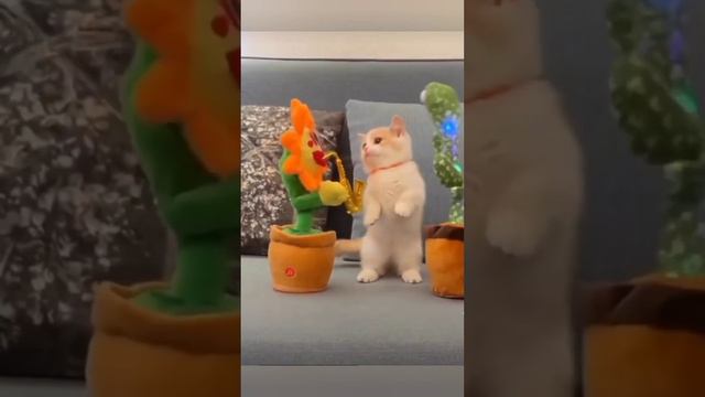 Приколы с животными 2023. 🐶😾. Смешное видео. смотреть онлайн