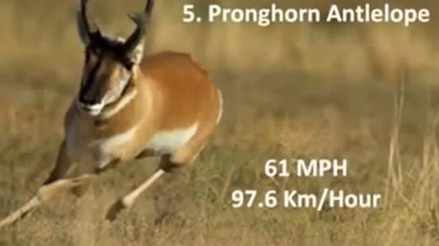 топ 10 самых быстрых животных мира смотреть онлайн