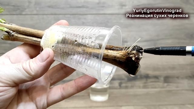 ? Не УКОРЕНИЛИСЬ ЧЕРЕНКИ ВИНОГРАДА. Возможно они просто высохли. Как их спасти и укоренить снова смотреть онлайн