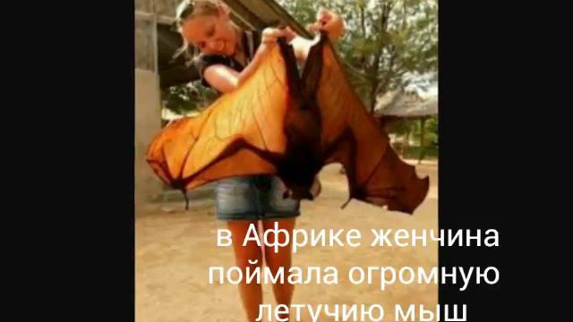 Топ 15 агромных животных смотреть онлайн